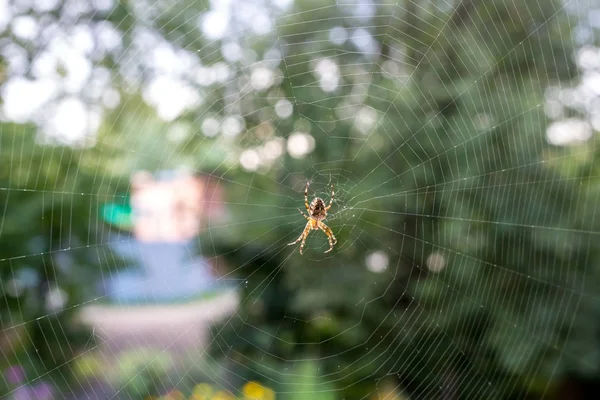 Araña Una Tela —  Fotos de Stock