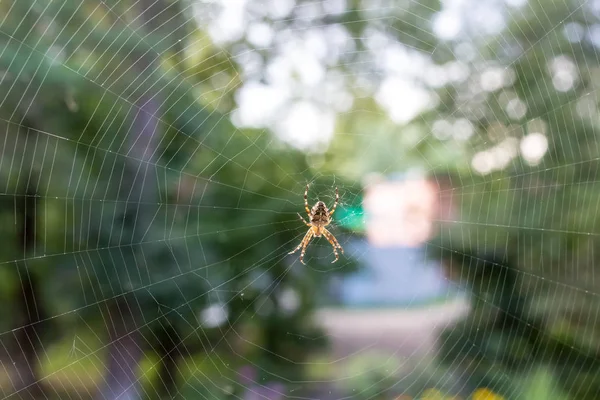 Araña Una Tela —  Fotos de Stock