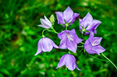 Bellflower veya çan çiçeği persicifolia