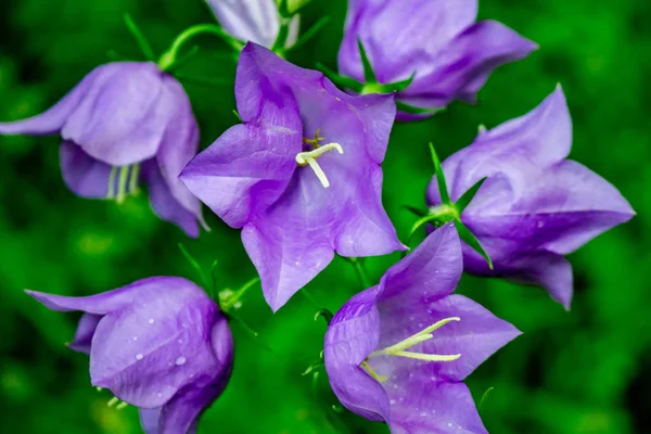 เบลล ฟลาวเวอร Campanula Persicifolia — ภาพถ่ายสต็อก