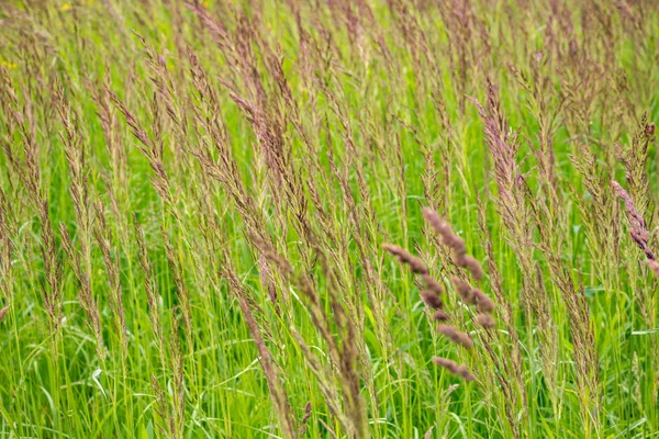 Campo Salvaje Campo — Foto de Stock