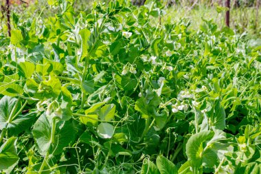 Bezelye Bahçe Yatak