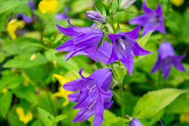 Campanula latifolia veya dev bellflower, mor