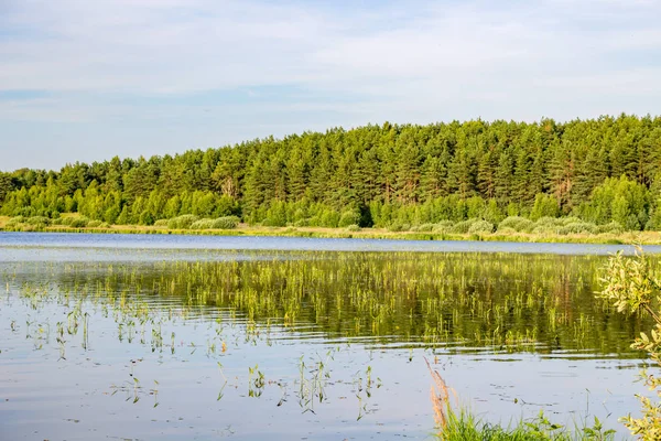 Озеро Komlevo Калужська Область Росія — стокове фото