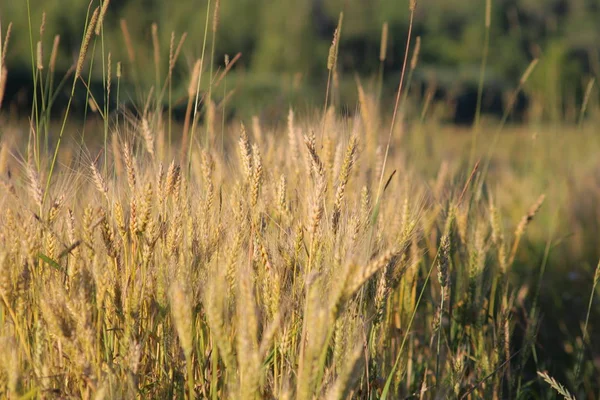 Cereal Field Summer Sunset — Stock Photo, Image