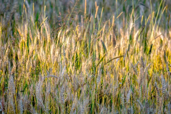 Campo Cereais Verão Pôr Sol — Fotografia de Stock