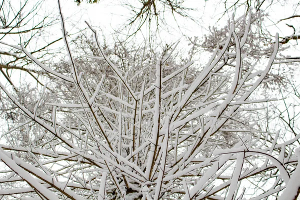 Ветви Заснеженных Деревьев Зимой Лесу — стоковое фото