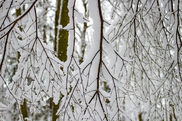 Cubierto Con Una Gruesa Capa Ramas Árboles Nieve Bosque Invierno —  Fotos de Stock