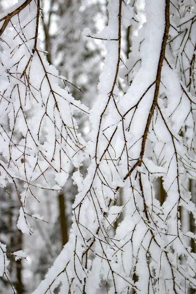 Bedeckt Mit Einer Dicken Schneeschicht Äste Winterwald — Stockfoto