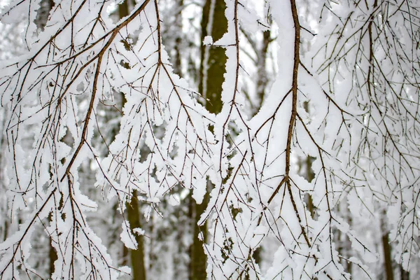 Cubierto Con Una Gruesa Capa Ramas Árboles Nieve Bosque Invierno —  Fotos de Stock