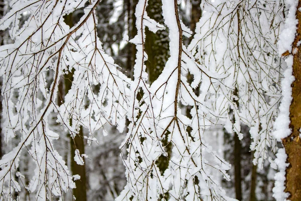 Καλύπτονται Ένα Παχύ Στρώμα Του Χιονιού Στα Κλαδιά Δέντρων Μέσα — Φωτογραφία Αρχείου