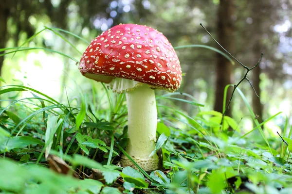 Pilz Amanita Muscaria Gemeinhin Als Fliegenpilz Oder Fliegenamanita Bekannt — Stockfoto