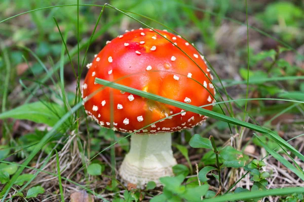 Mushroom Amanita Muscaria Commonly Known Fly Agaric Fly Amanita — Stock Photo, Image