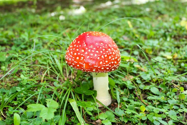 Mushroom Amanita Muscaria Commonly Known Fly Agaric Fly Amanita — Stock Photo, Image