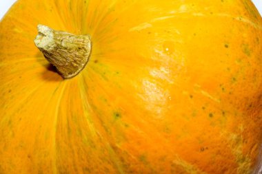 Parlak sarı kabak bir kuyruk closeup ile
