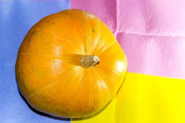 Calabaza Color Amarillo Brillante Con Una Cola Sobre Fondo Color — Foto de Stock