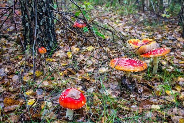 蘑菇鹅 Muscaria 俗称蝇木耳或飞鹅 — 图库照片