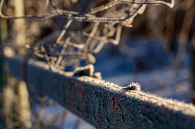 Izgarayı çitin frost ile kaplı bir soğuk sabah, soğuk dalgası, güzel arka plan
