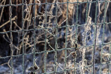 Izgarayı çitin frost ile kaplı bir soğuk sabah, soğuk dalgası, güzel arka plan