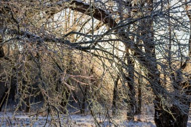 Bir soğuk kış sabahı Frost ile kaplı ağaç dalları