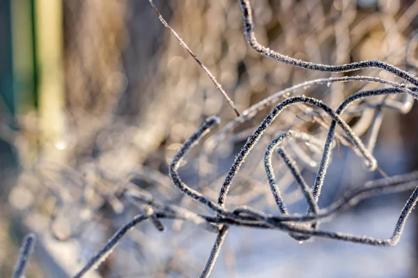 Izgarayı Çitin Frost Ile Kaplı Bir Soğuk Sabah Soğuk Dalgası — Stok fotoğraf
