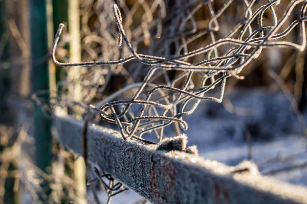 Izgarayı çitin frost ile kaplı bir soğuk sabah, soğuk dalgası, güzel arka plan