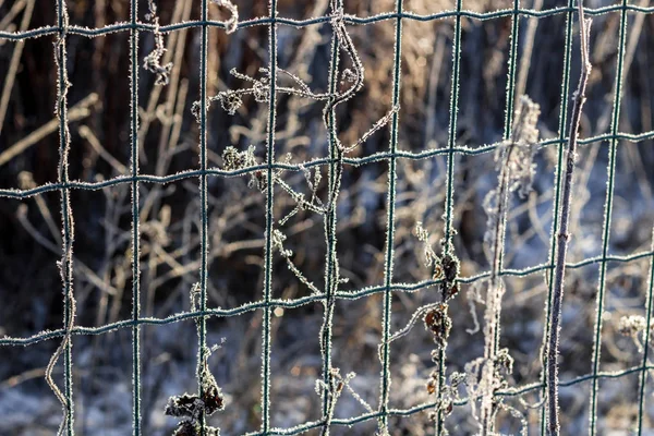 Сетка Забора Покрытая Фразами Морозным Утром Холодная Привязка Красивый Фон — стоковое фото