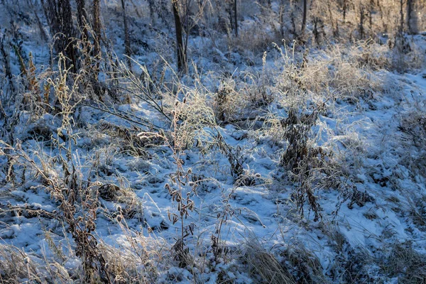 草の上の最初の雪 — ストック写真