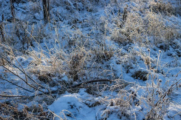 草の上の最初の雪 — ストック写真