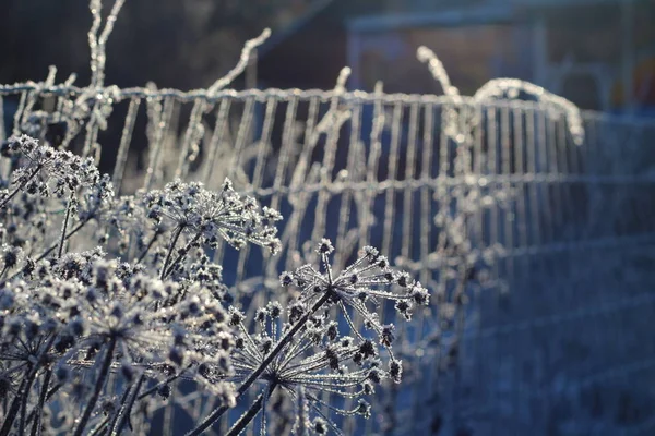 Rime Mattina Gelida Piante Ombrello — Foto Stock