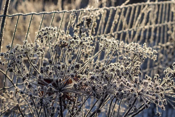 Rime Mañana Helada Las Plantas Paraguas —  Fotos de Stock