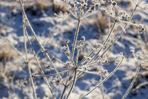 Rime Dans Matinée Glacée Sur Les Plantes Parapluies — Photo