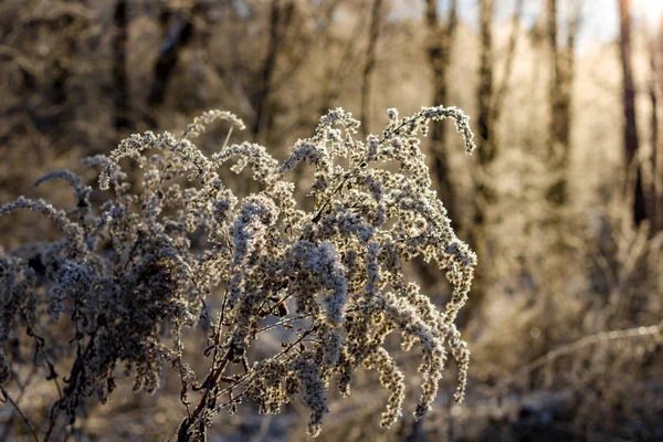 Neige Dans Une Matinée Givrée Sur Les Plantes Dans Nature — Photo