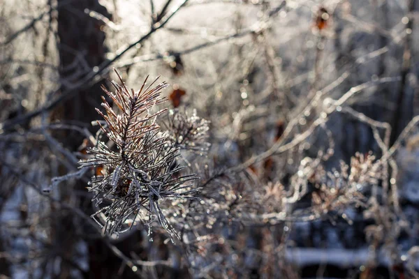 Noel Ağacı Dalları Karda Kışın Güzel Manzara — Stok fotoğraf