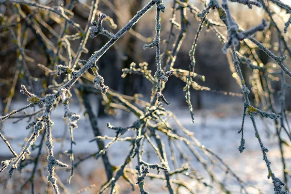 Bir Soğuk Kış Sabahı Frost Ile Kaplı Ağaç Dalları — Stok fotoğraf