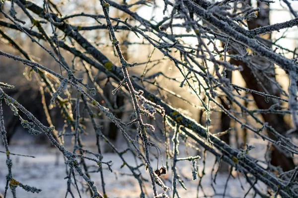Bir Soğuk Kış Sabahı Frost Ile Kaplı Ağaç Dalları — Stok fotoğraf