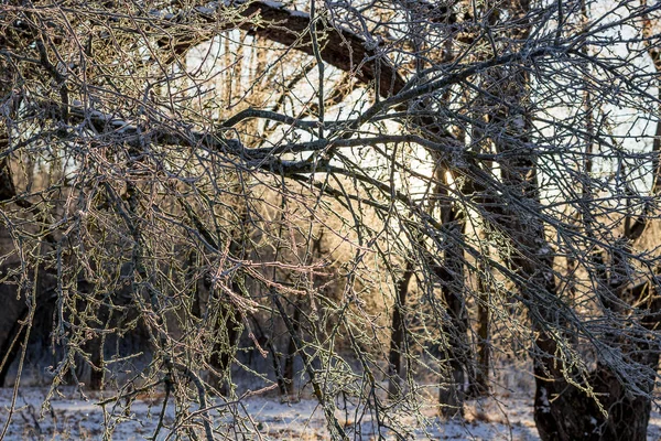Bir soğuk kış sabahı Frost ile kaplı ağaç dalları
