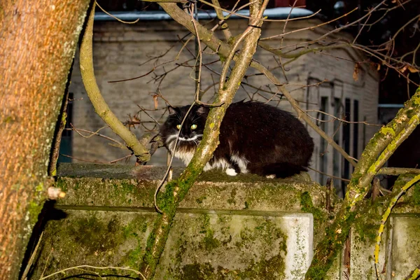 Gato Callejero Estación Fría Sienta Valla — Foto de Stock