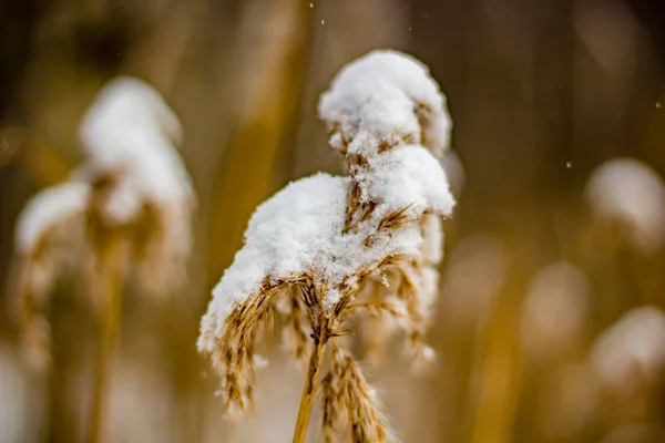 Nád Télen Hóval Nőnek Mellett — Stock Fotó