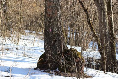 Ağaç gövdesi tabanında büyük çıkıntı