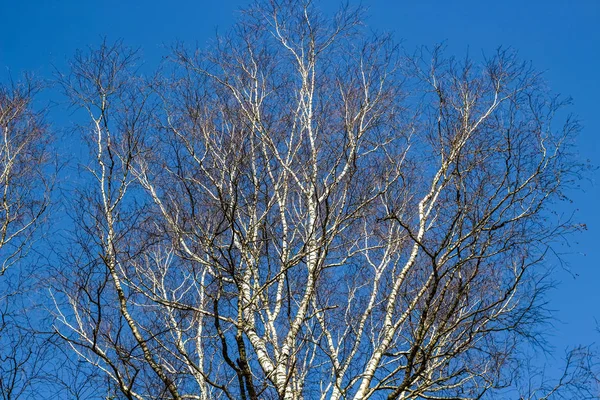 Birke Ohne Laub Vor Strahlend Blauem Himmel März — Stockfoto