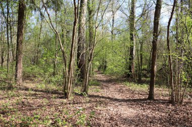 Bahar Orman kir yolundaki