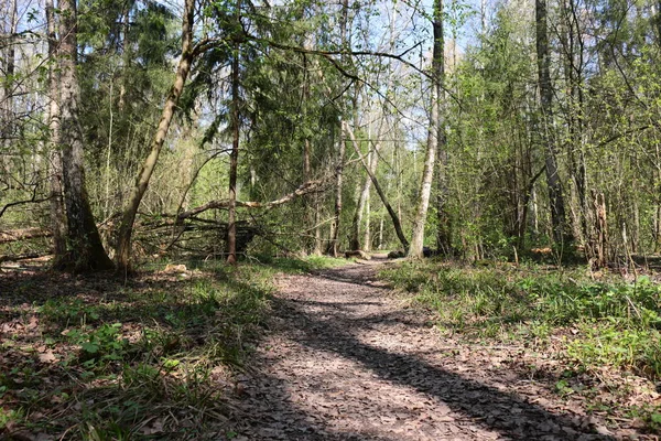 Camino Tierra Bosque Primavera —  Fotos de Stock
