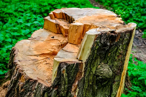 Stump Sawn Wood — Stock Photo, Image