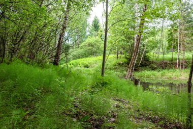 Yaz aylarında bir su birikintisi önünde pitoresk saçak