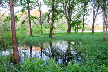 Ogublyanka Lake, Zhukovsky District, Kaluzhskaya Region, Rusya Federasyonu