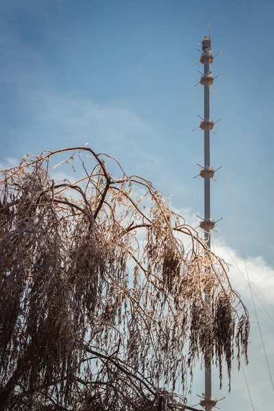 Obninsk Torre Meteorológica Fundo Chorando Salgueiro Primeiro Plano — Fotografia de Stock