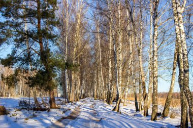 Kış başlangıcı bir huş sokakta kırsal yolda