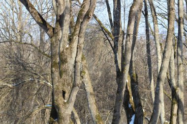 Akçaağaç arka sokakta ağaçlar gövdeleri