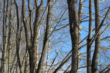 Akçaağaç arka sokakta ağaçlar gövdeleri